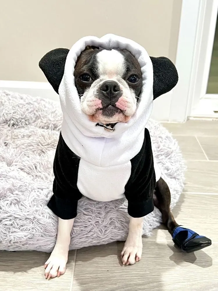 Frenchie Ear Hoodie Bundle Boys version 2 | Frenchiestore