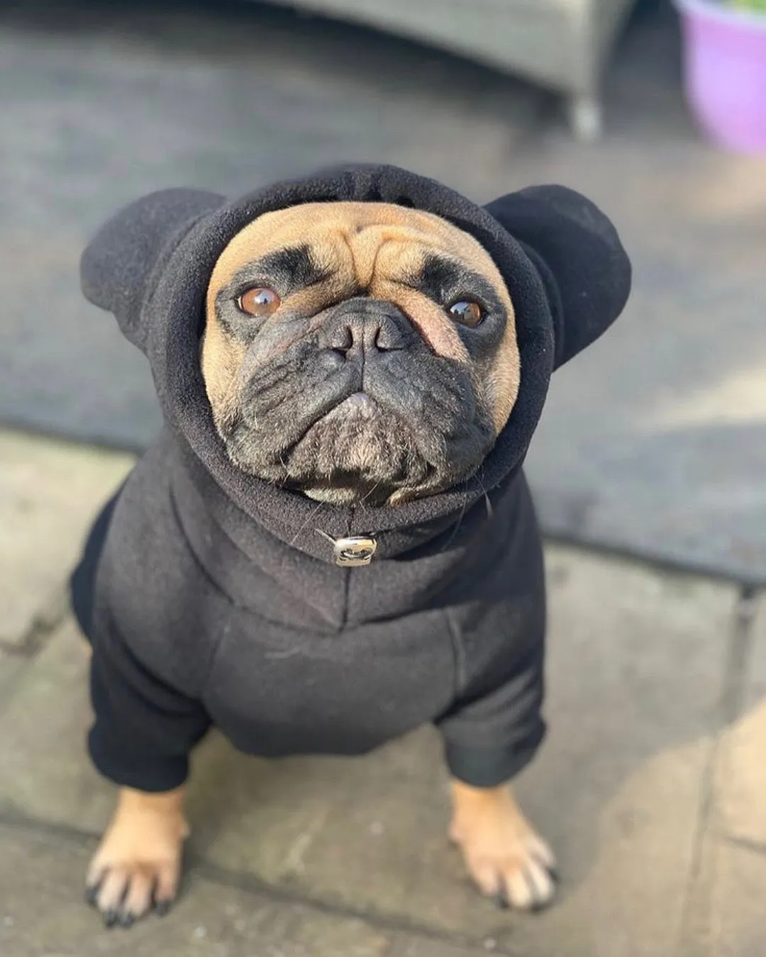 Frenchiestore Organic Dog Frenchie Ear hoodie | Black Panther